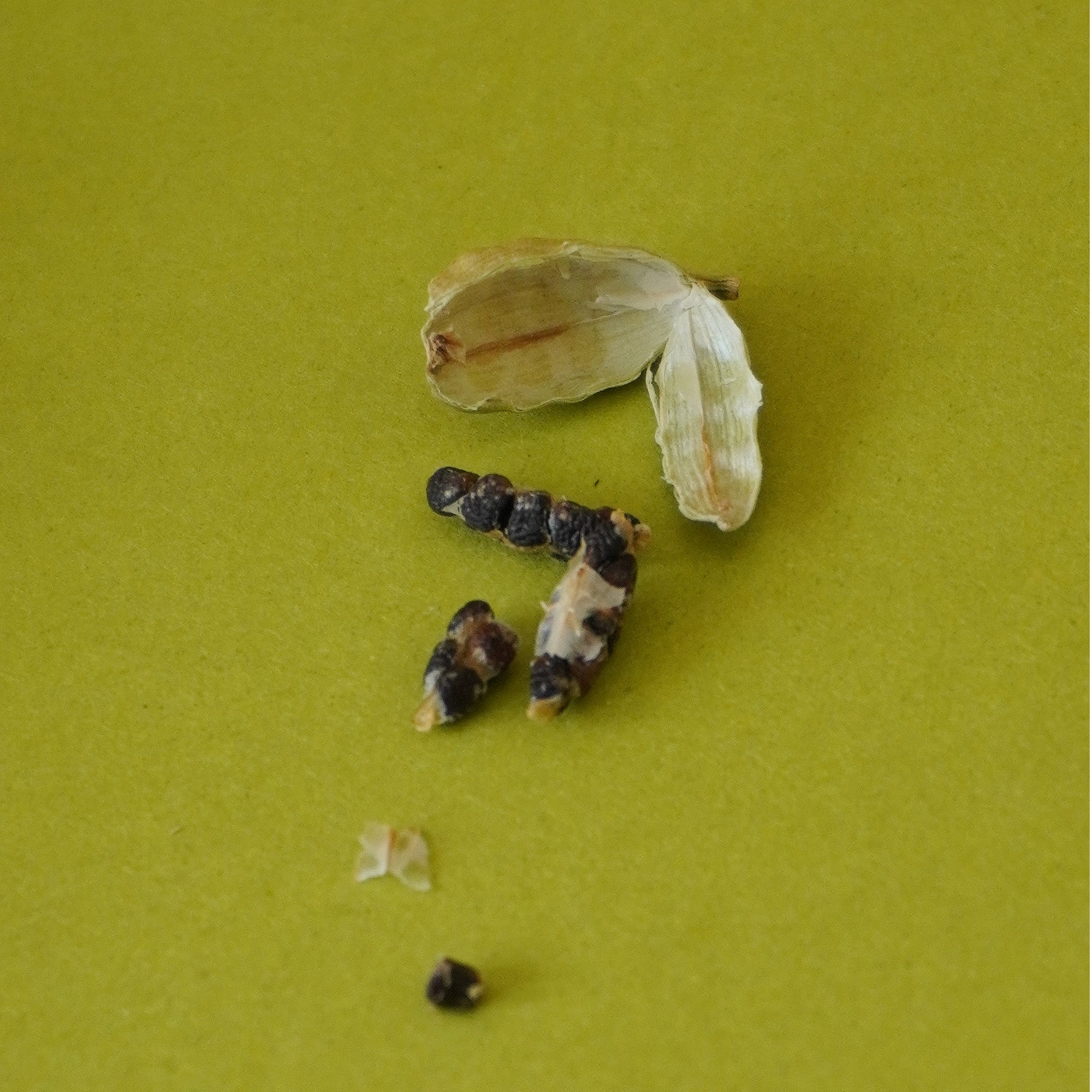 Organic Green Cardamom